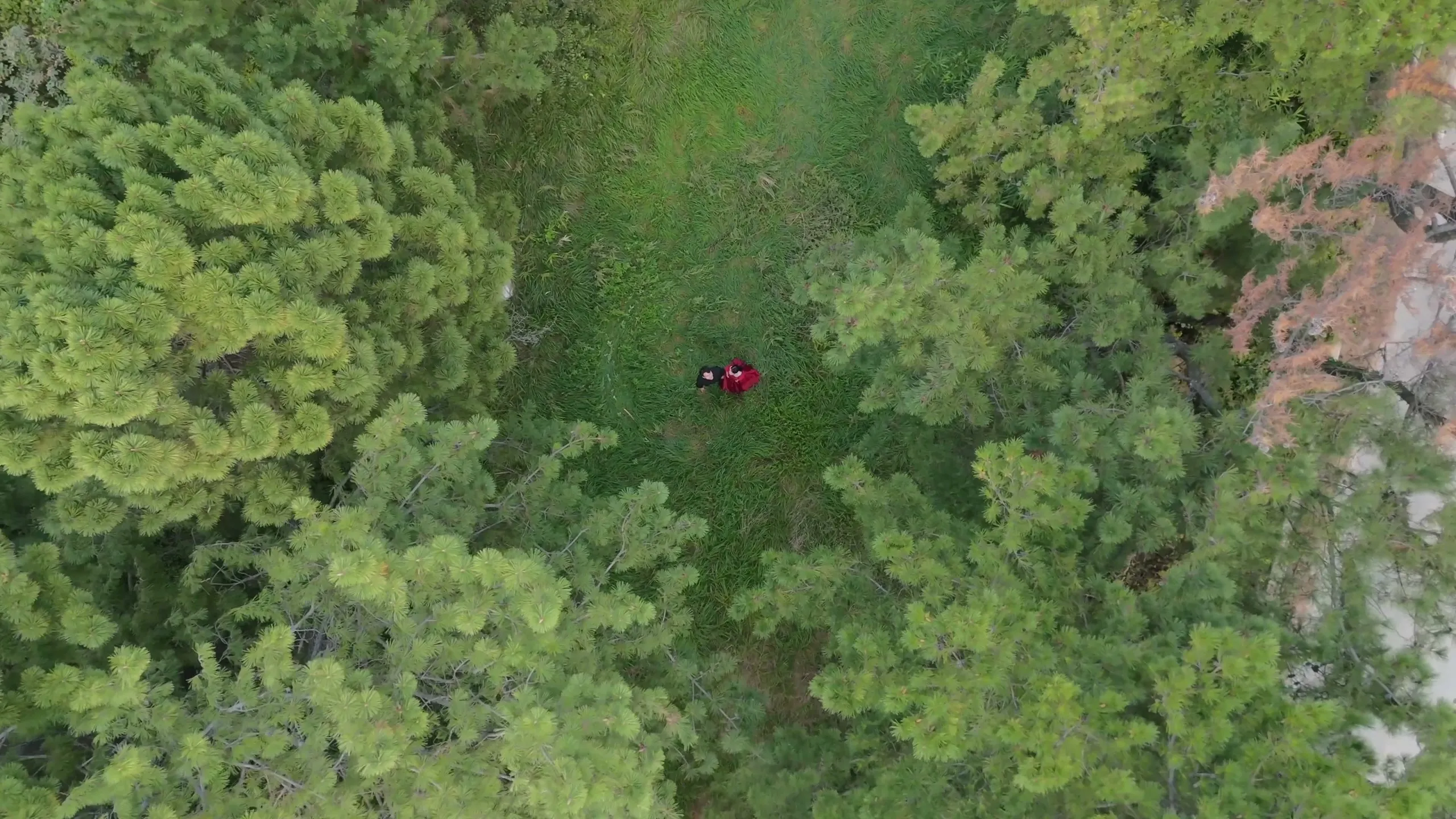 Facing the camera together among the trees.