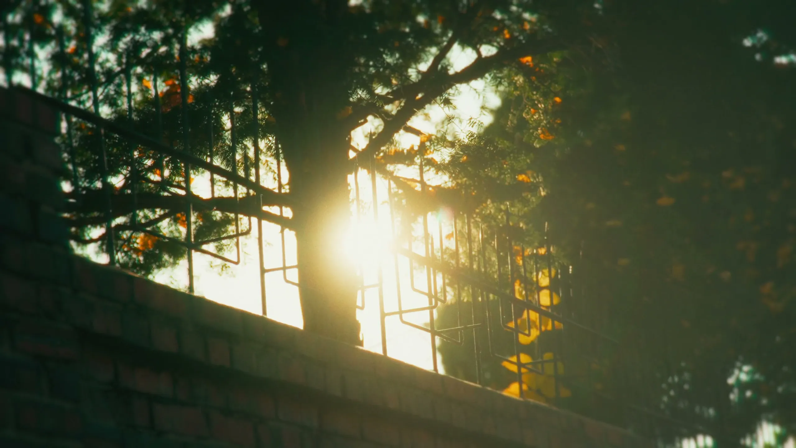 A golden hour frame from One autumn morning