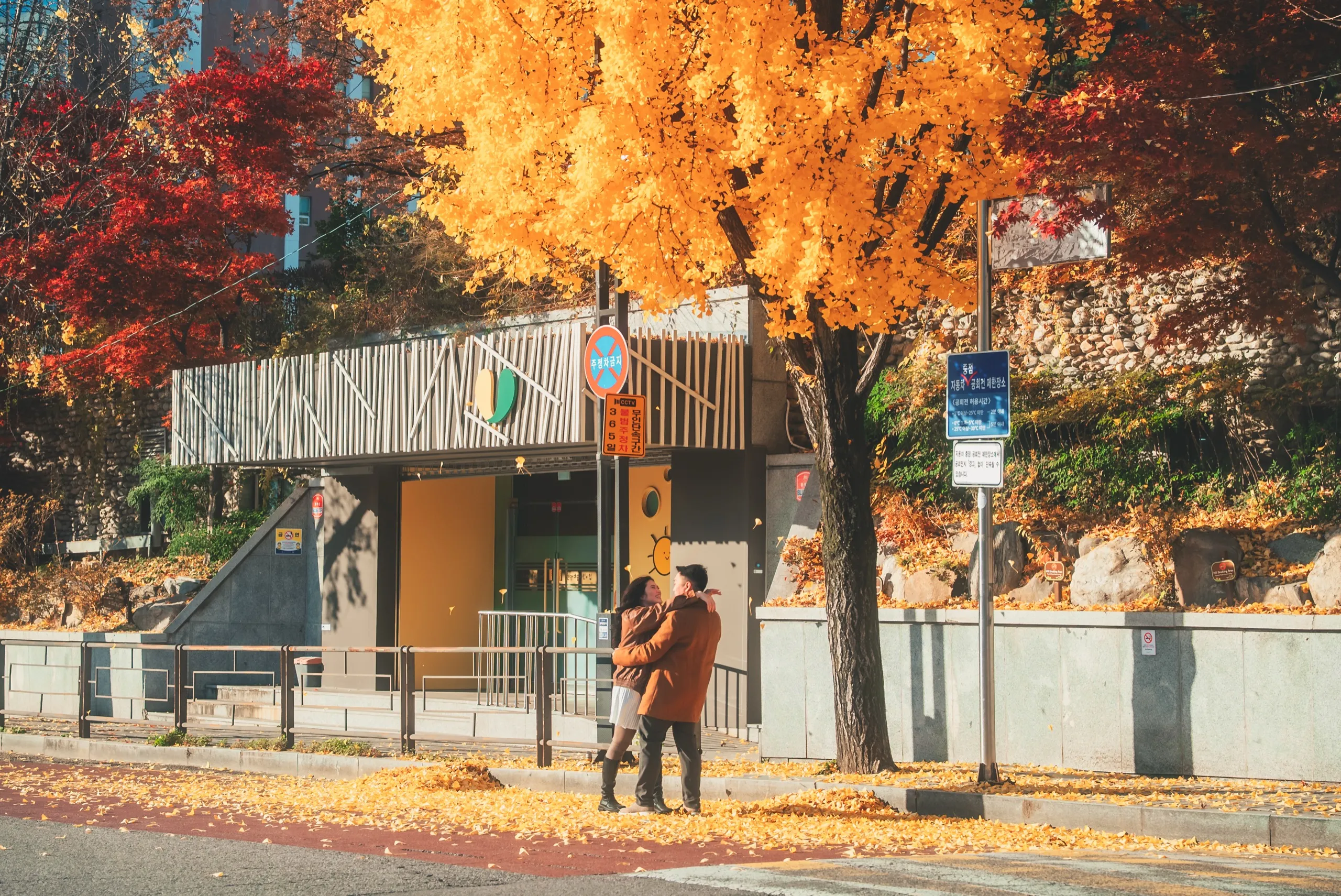A ginkgo avenue in full gold, from One autumn morning