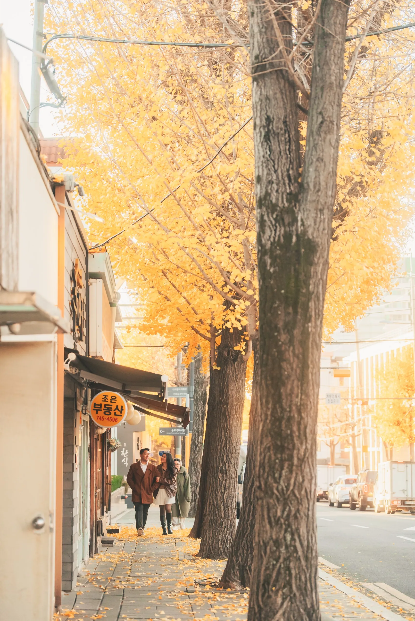A ginkgo-lined street, tall in the morning light